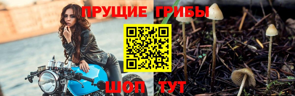 закладки  Вход с VPN  Лениногорск  Псилоцибиновые грибы прущие грибы 